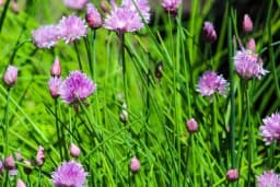 Luk vlasac i njegove zdravstvene prednosti