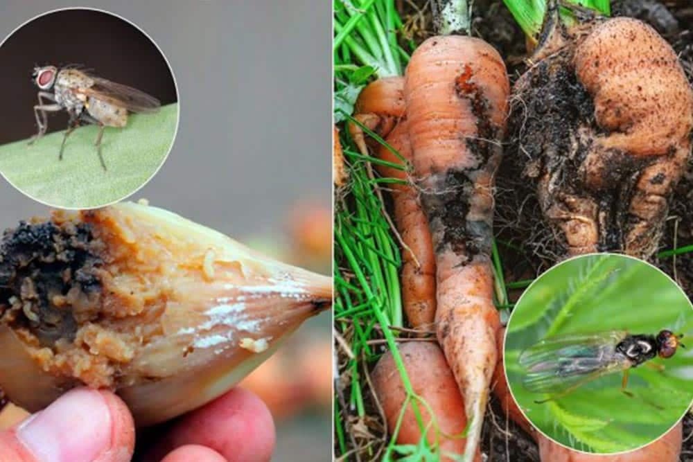 lukova i mrkvina muva