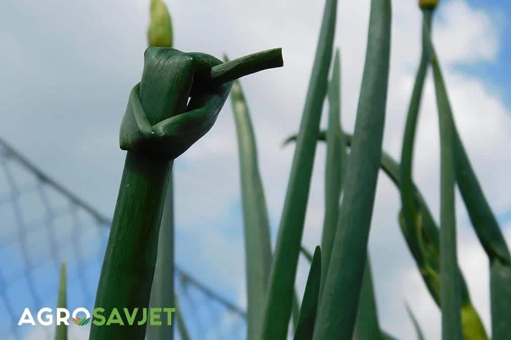 vezivanje luka u čvor