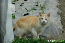 Kako spriječiti mačku da obavlja nuždu u bašti?