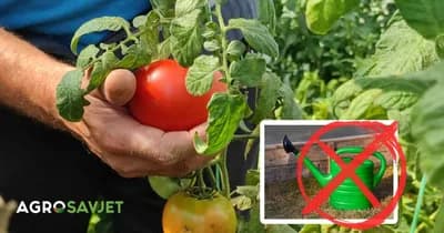 Gajenje paradajza bez zalivanja prema metodi Kazarina - Za više krupnijih i sočnijih plodova