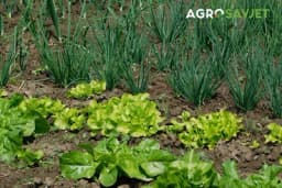 Đubrenje povrća u organskoj bašti – važne smjernice