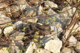 Kako prepoznati otrovnu zmiju? Pored jedne šare razlikuje ih i otisak nakon ujeda