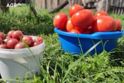 SAMO UZ OVU CAKU BAŠTOVANA PARADAJZ ĆE VAM RAĐATI SVE DO KASNE JESENI: A plod će biti veći, sočniji i MNOGO UKUSNIJI