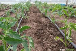 Koje biljke saditi uz paradajz - Savjeti za prirodno đubrenje i iskorištavanje prostora