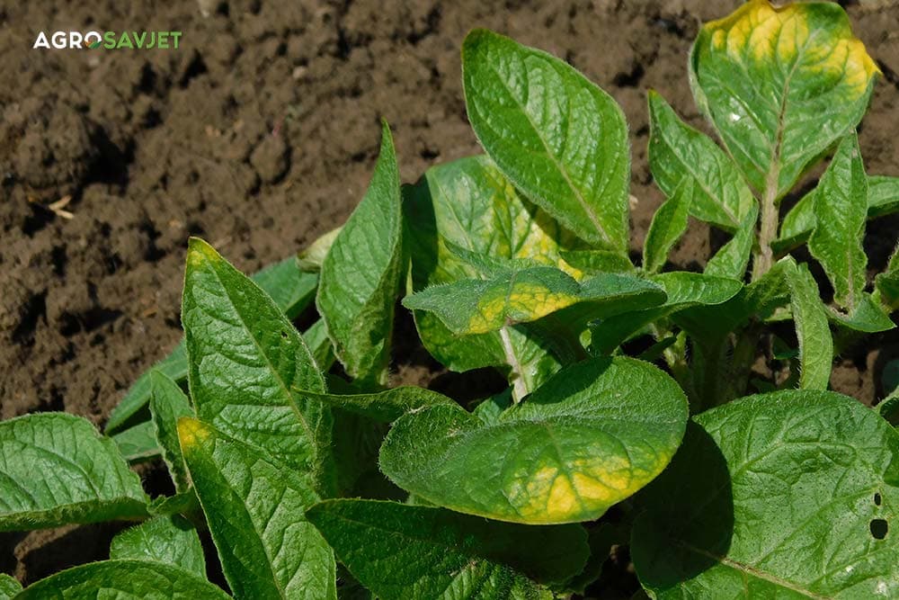 nadzemni dio krompira