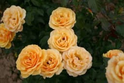 Ruže Polijante - Obilno cvjetaju u toku cijele godine