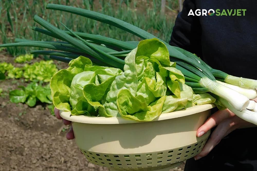 povrće, luk i salata