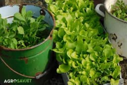 Povrće koje raste brzo i idealno je za sadnju u rano proljeće