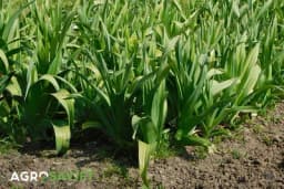 Kako se uzgaja praziluk i kako ga koristiti u ishrani?