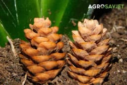 Saznajte kako šišarka može spasiti vaše biljke od uvenuća!