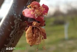 OPASNOST OD MRAZA: Voćari, preduzmite mjere zaštite na vrijeme!