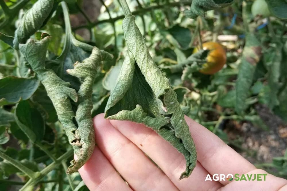 uvijanje listova paradajza