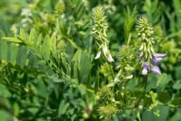 Ždraljevina - Ljekovita svojstva, uzgoj i korisni recepti