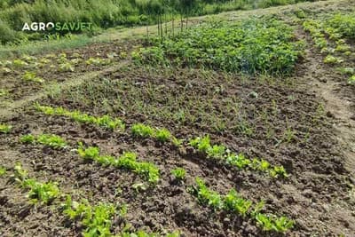 Radovi u junu - Dovedite vaše voće, povrće i cvijeće do savršenstva bez obzira na vremenske prilike