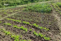 Radovi u junu - Dovedite vaše voće, povrće i cvijeće do savršenstva bez obzira na vremenske prilike