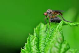 Pet biljaka koje su odlične u borbi protiv komaraca, a možete da ih držite u kući i dvorištu