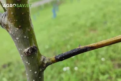 Razlog zašto mladi izdanci na voćkama postaju crni: Otkrivamo uzrok ovog problema