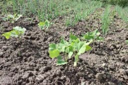 Preporuke za plodored boranije kako biste postigli zdrav i obilan rod