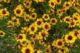 Djevojačko ili carevo oko - Cvijet koji uživa u suncu i vrućini, a može i bez vode