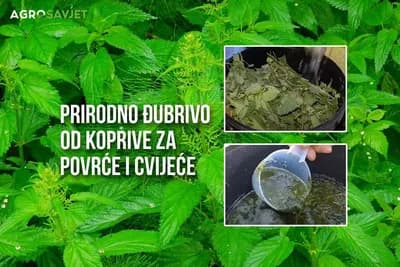Prirodno đubrivo od koprive za cvijeće i povrće /VIDEO/