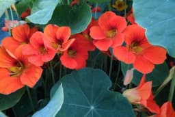 Dragoljub: Ljekoviti cvijet koji čuva biljke i obogaćuje našu ishranu