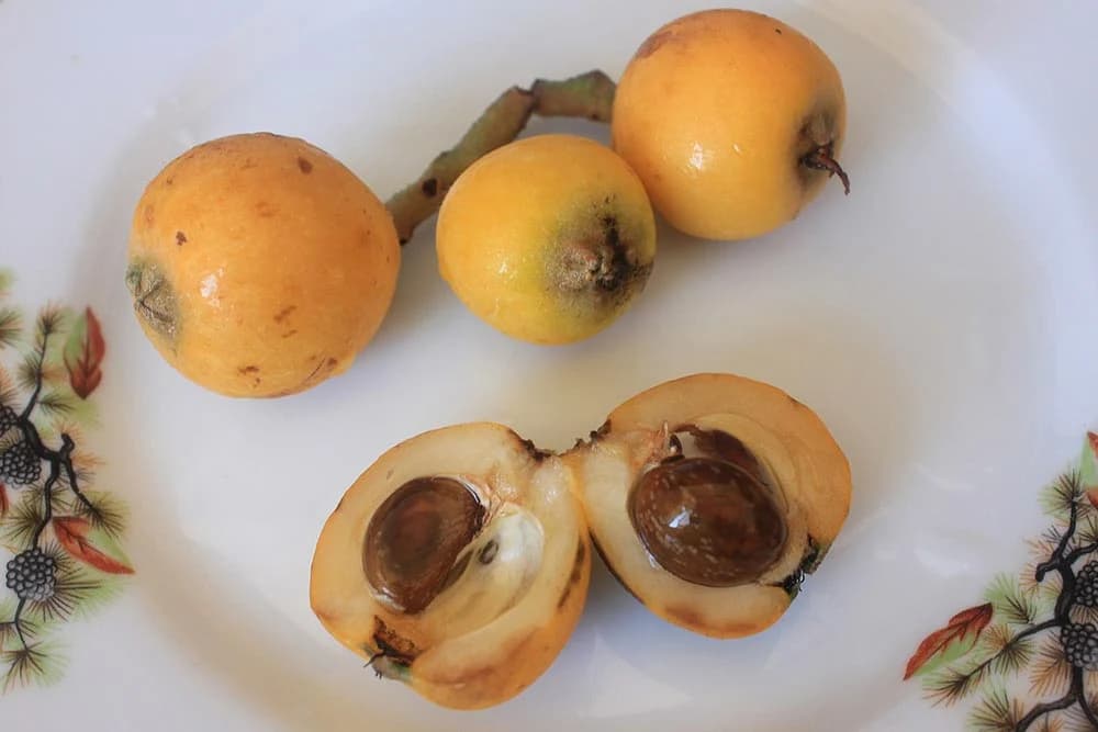 japanska mušmula