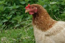 Kokoške na iznjmljivanje: Kako Amerikanci zaobilaze astronomske cijene jaja