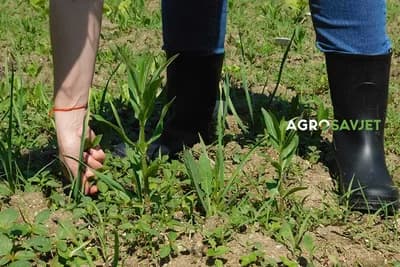 korovi