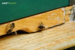 Kosta Šumar pčelar koji se bavi vještačkom oplodnjom pčela