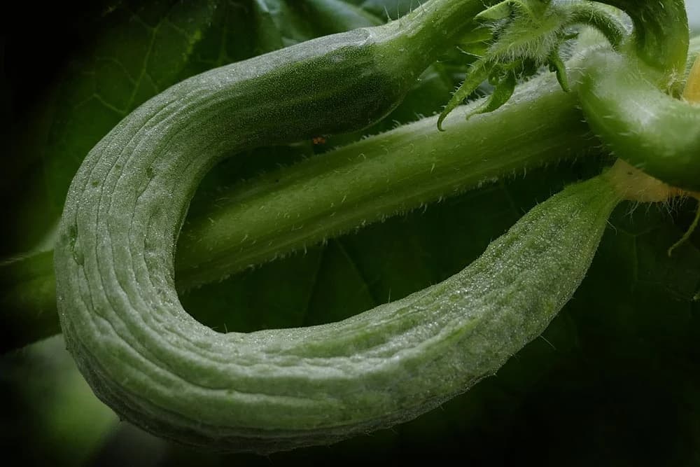 zakrivljen krastavac