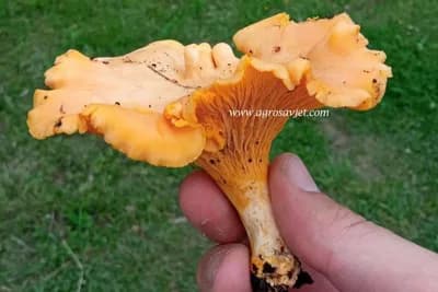 Lisičarka: Ljekovitost i važnost pažljivog branja