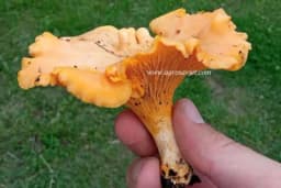 Lisičarka: Ljekovitost i važnost pažljivog branja