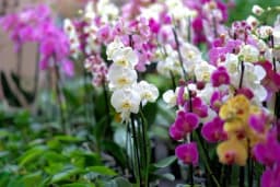 Moćan rastvor koji je prava infuzija za orhideje