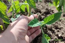 Ključni savjeti za izbor najboljih biljaka: Kako prepoznati KVALITETAN RASAD PARADAJZA golim okom