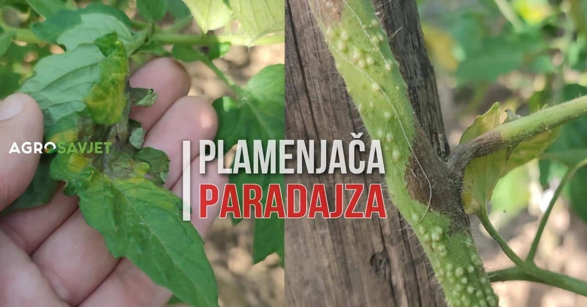 plamenjča paradajza