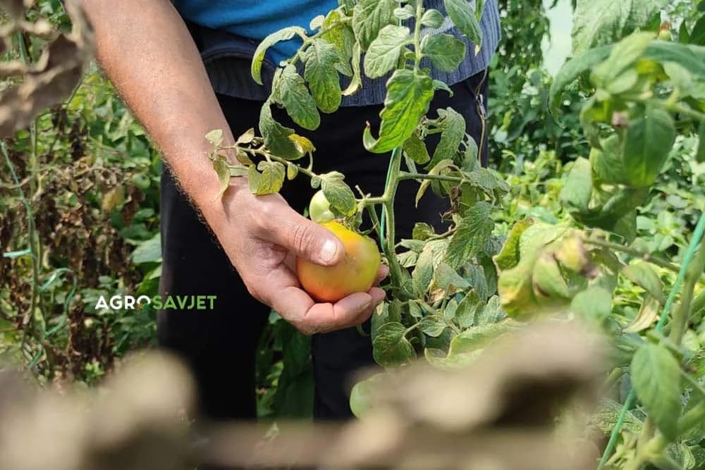 opadanje plodova paradajza