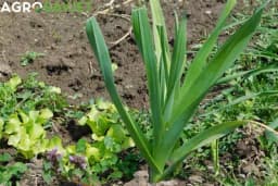 Vodič za uzgoj povrća u junu - Sijanje, prihranjivanje i berba