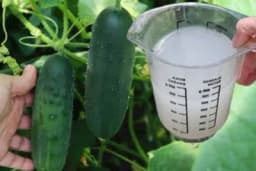 Prirodna prihrana krastavaca: Udvostručite prinose s jednostavnim rastvorom! /VIDEO/