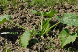 Tehnologija proizvodnje tikvica na otvorenom