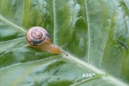 Prirodna sredstva protiv puževa