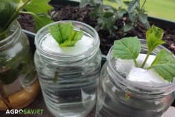 Stiropor za ožiljavanje: Inovativna tehnika plutanja reznica u vodi za brzi rast novih biljaka