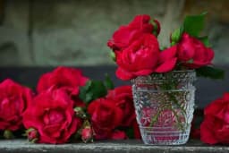 Razmnožavajte ruže iz SJEMENA: Prve latice će se pojaviti jako brzo čak i kućnim uslovima