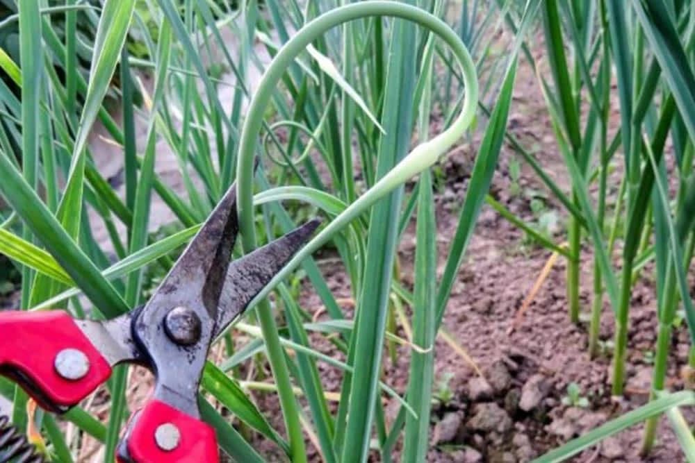 strelice bijelog luka