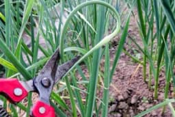 Da li treba uklanjati "strelice" sa bijelog luka? Kada i kako to pravilno uraditi?