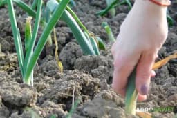 Kada vaditi crveni i bijeli luk i na šta posebno obratiti pažnju?