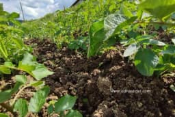 Kako pravilno ZAGRTATI KROMPIR: Ključni koraci za uspješan uzgoj i visok prinos