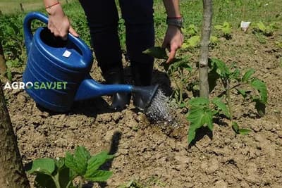 Zalijevanje povrća u plastenicima i na otvorenom: faktori i preporuke