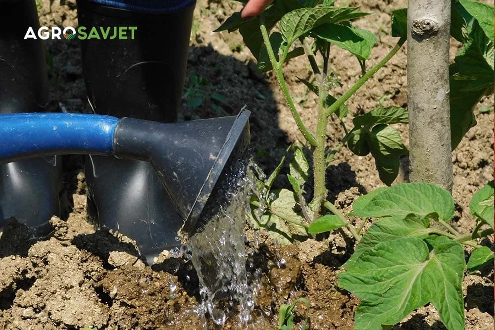 zalivanje paradajza