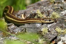 Koje biljke odbijaju zmije?